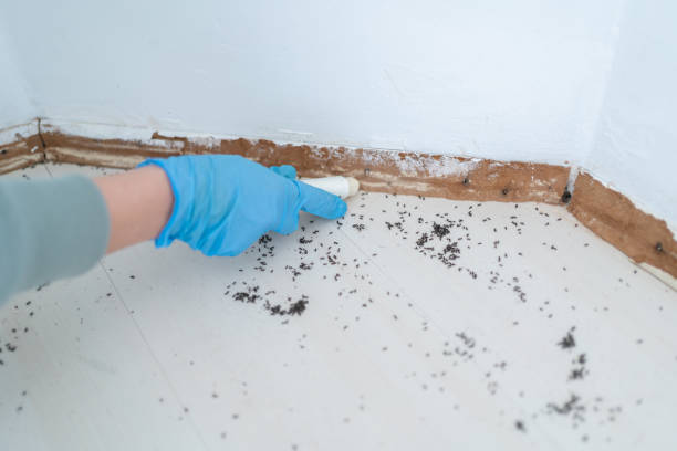 Best Termite Control Services  in Springfield, SD